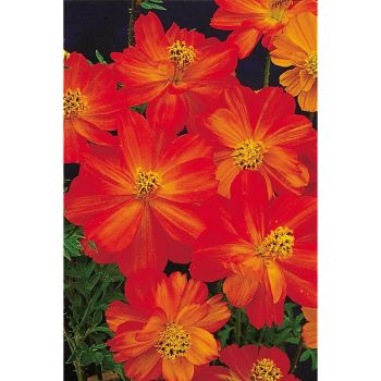 COSMOS sulphureus SUNNY RED