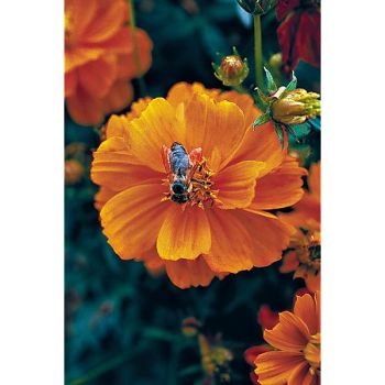 COSMOS sulphureus SUNNY RED 2