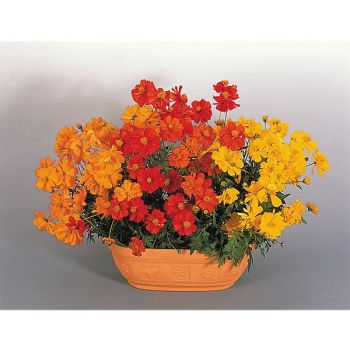 COSMOS sulphureus COSMIC MIX