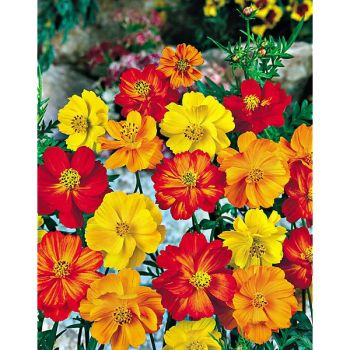 COSMOS sulphureus COSMIC MIX 2