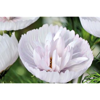 COSMOS CUPCAKES BLUSH