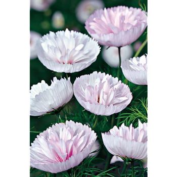 COSMOS CUPCAKES BLUSH 2