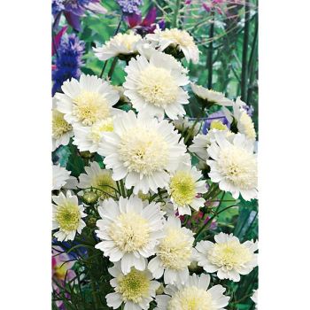 COSMOS WHITE POPSOCKS