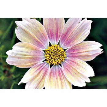 COSMOS APRICOT LEMONADE