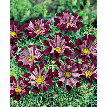 COSMOS SEA SHELLS RED