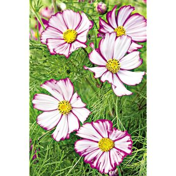 COSMOS TIP TOP PICOTEE