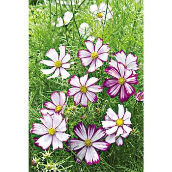 COSMOS TIP TOP PICOTEE 2