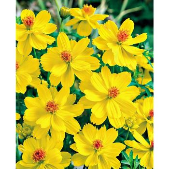 COSMOS sulphureus CARPET LEMON