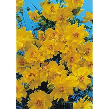 COSMOS sulphureus CARPET LEMON 2