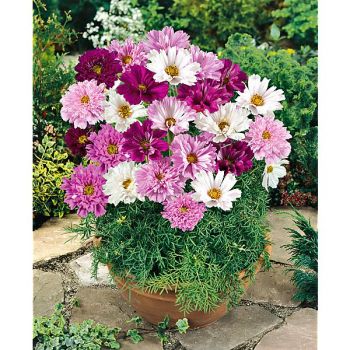 COSMOS DOUBLE CLICK MIX