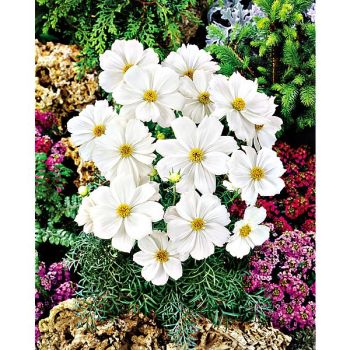 COSMOS CANDYFLOSS BLANC PUR