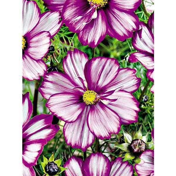 COSMOS CANDYFLOSS PURPLE PICOTEE