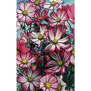 COSMOS CANDYFLOSS PURPLE PICOTEE 2