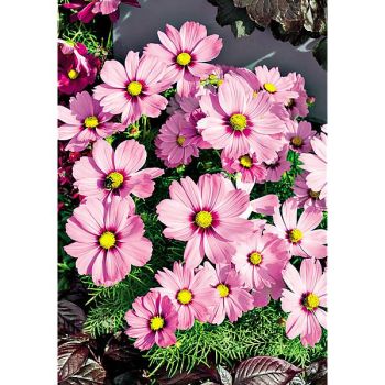 COSMOS CANDYFLOSS PINK SUNRISE