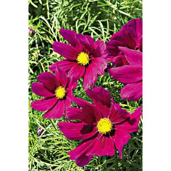 COSMOS CANDYFLOSS RED