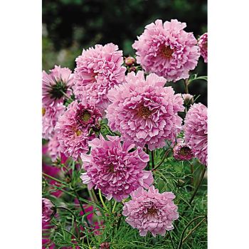 COSMOS DOUBLE CLICK ROSE BONBON