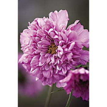 COSMOS DOUBLE CLICK ROSE BONBON 2