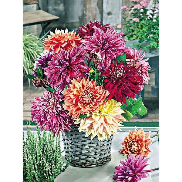DAHLIA SHOWPIECE MIX