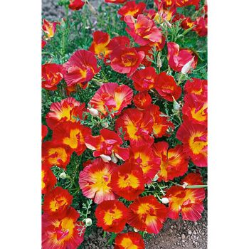 ESCHSCHOLZIA de CALIFORNIE STRAWBERRY FIELDS