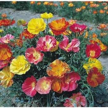 ESCHSCHOLZIA de CALIFORNIE THAI SILK FIELD GROWN MIX