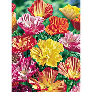 ESCHSCHOLZIA de CALIFORNIE THAI SILK FIELD GROWN MIX 2