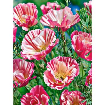 ESCHSCHOLZIA de CALIFORNIE PEACH STRAWBERRY