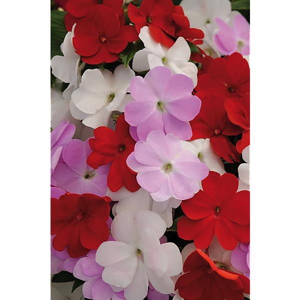 IMPATIENS de Nouvelle Guinée F1 DIVINE MYSTIC MIX