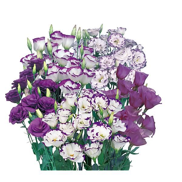 LISIANTHUS F1 BLUE LAGON
