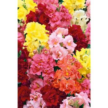 MUFLIER F1 Madame BUTTERFLY