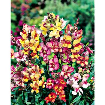 MUFLIER CIRCUS CLOWNS