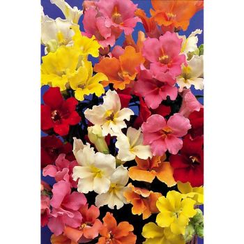 MUFLIER TRUMPET SERENADE