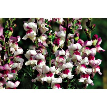 MUFLIER LUCKY LIPS 2