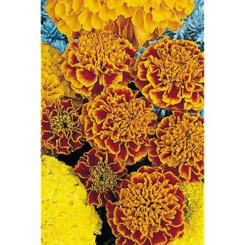 ŒILLET d'INDE HONEYCOMB