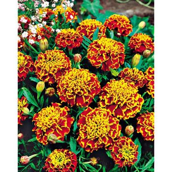 ŒILLET d'INDE HONEYCOMB 2