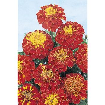 ŒILLET d'INDE BOLERO