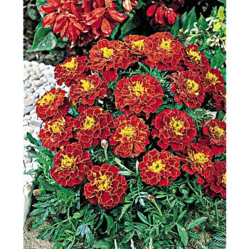 ŒILLET d'INDE BOLERO 2