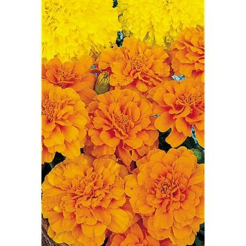 ŒILLET d'INDE SAFARI TANGERINE