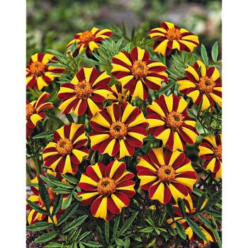 ŒILLET d'INDE MONSIEUR MAJESTIC