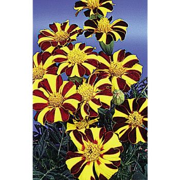 ŒILLET d'INDE MONSIEUR MAJESTIC 2