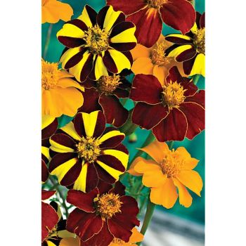 ŒILLET d'INDE POTS of GOLD