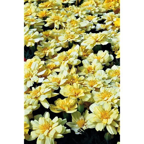 ŒILLET d'INDE SOLENA® VANILLA
