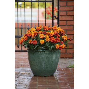 ŒILLET d'INDE FIREBALL