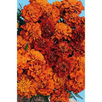 ŒILLET d'INDE FIREBALL 2