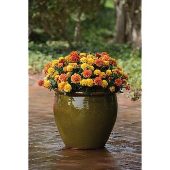 ŒILLET d'INDE STRAWBERRY BLONDE 2