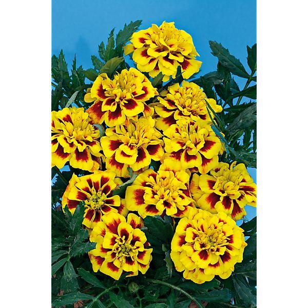 ŒILLET d'INDE SUPER HERO® YELLOW BEE