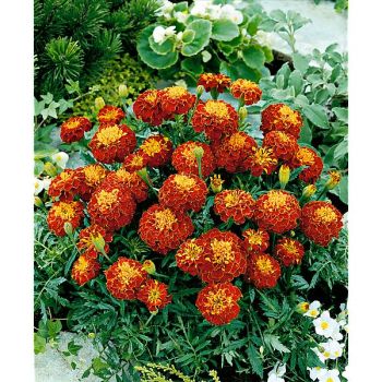 ŒILLET d'INDE TEXANA® HARMONY