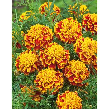 ŒILLET d'INDE TEXANA® BEE