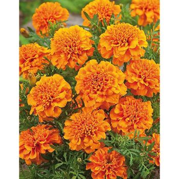 ŒILLET d'INDE TEXANA® DEEP ORANGE