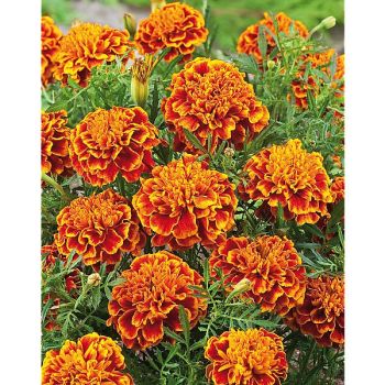 ŒILLET d'INDE TEXANA® FLAME