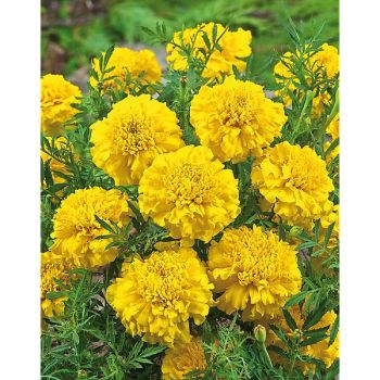 ŒILLET d'INDE TEXANA® YELLOW